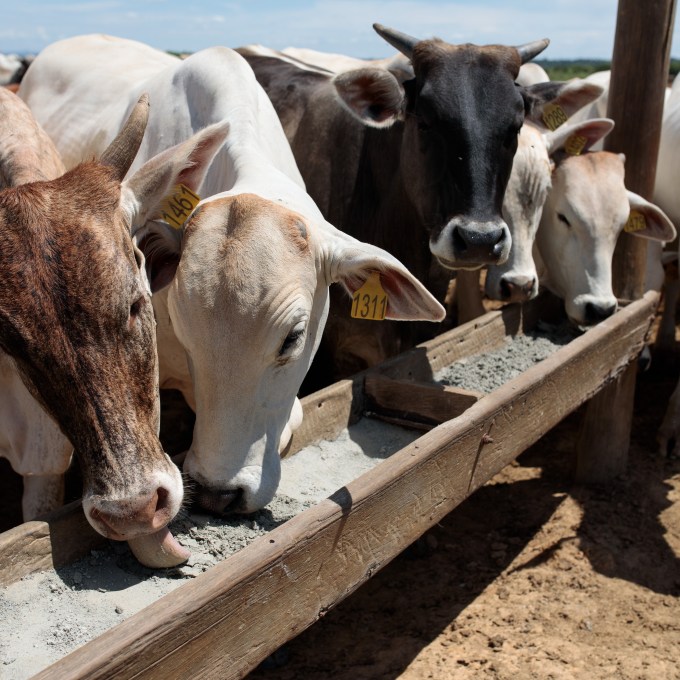 União Europeia oficializa restrição total à importação de carne brasileira a partir de setembro