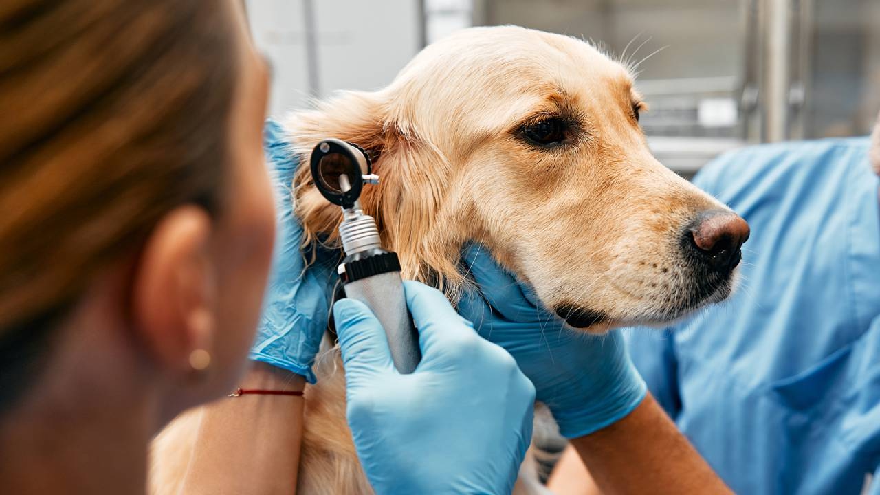 PREVENÇÃO - Check-up canino: com os planos, os cuidados preliminares são cada vez mais comuns