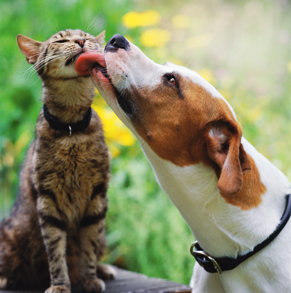 GettyImages-200396789-001.jpg NA FAMÍLIA - População de pets vem crescendo: há um gato ou cachorro para cada duas pessoas