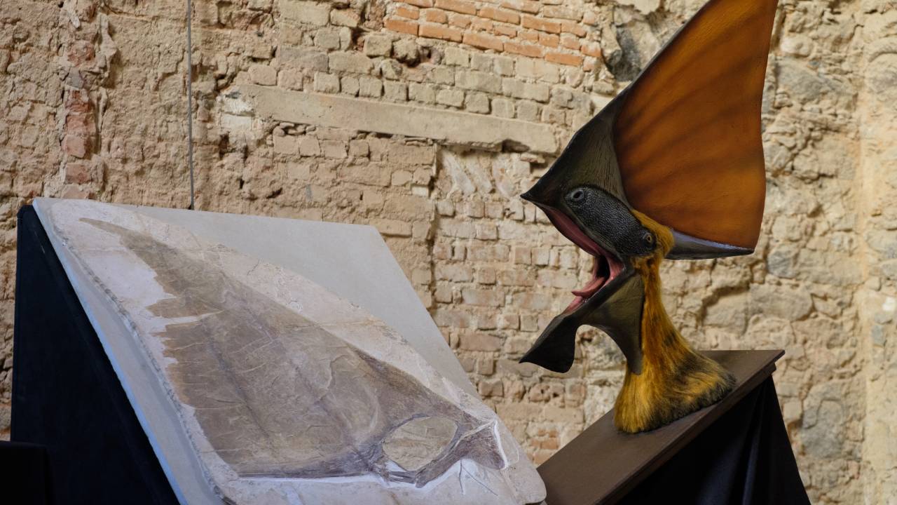O crânio do pterossauro Tupandactylus imperator, um dos fósseis da coleção doada ao Museu Nacional