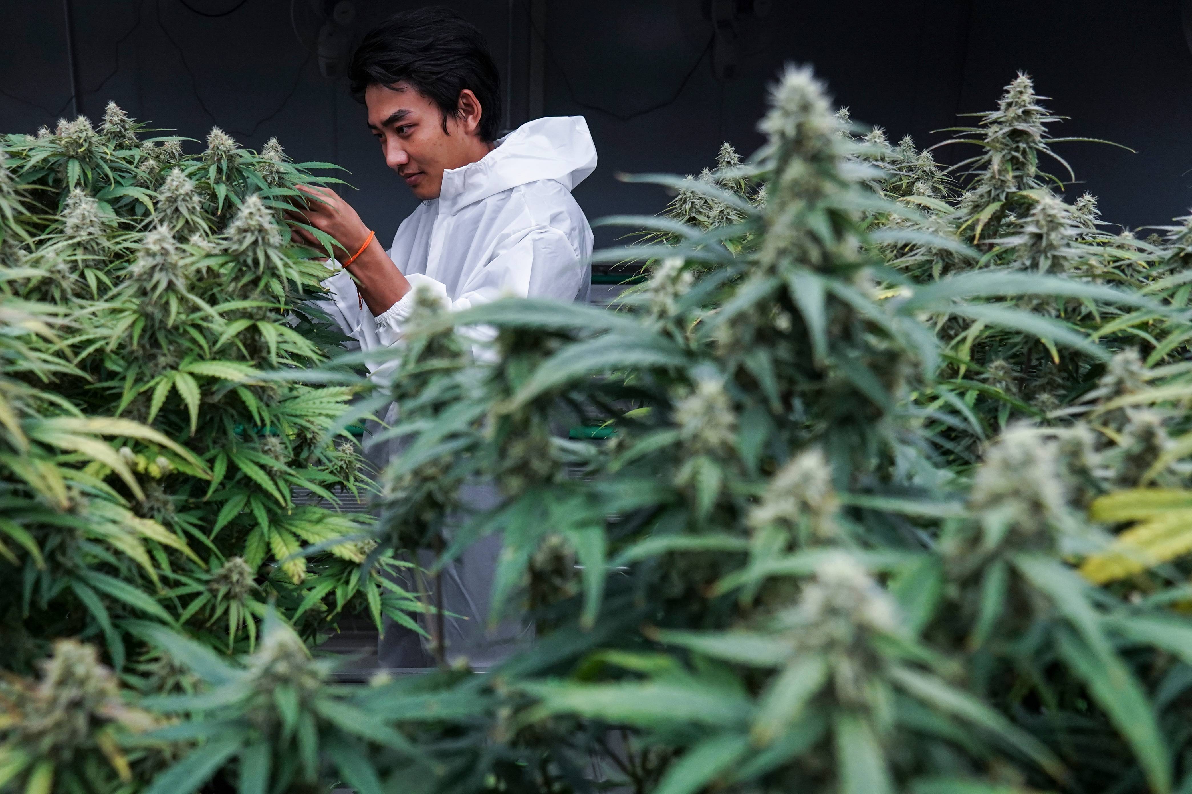 Dois anos após legalização, Tailândia recriminalizará maconha até dezembro