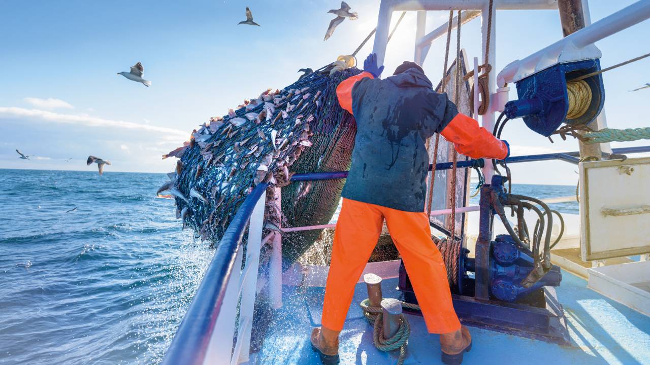 CAIU NA REDE - Pescador recolhe o cardume para consumo: a depredação e o aquecimento global afetam os bichos