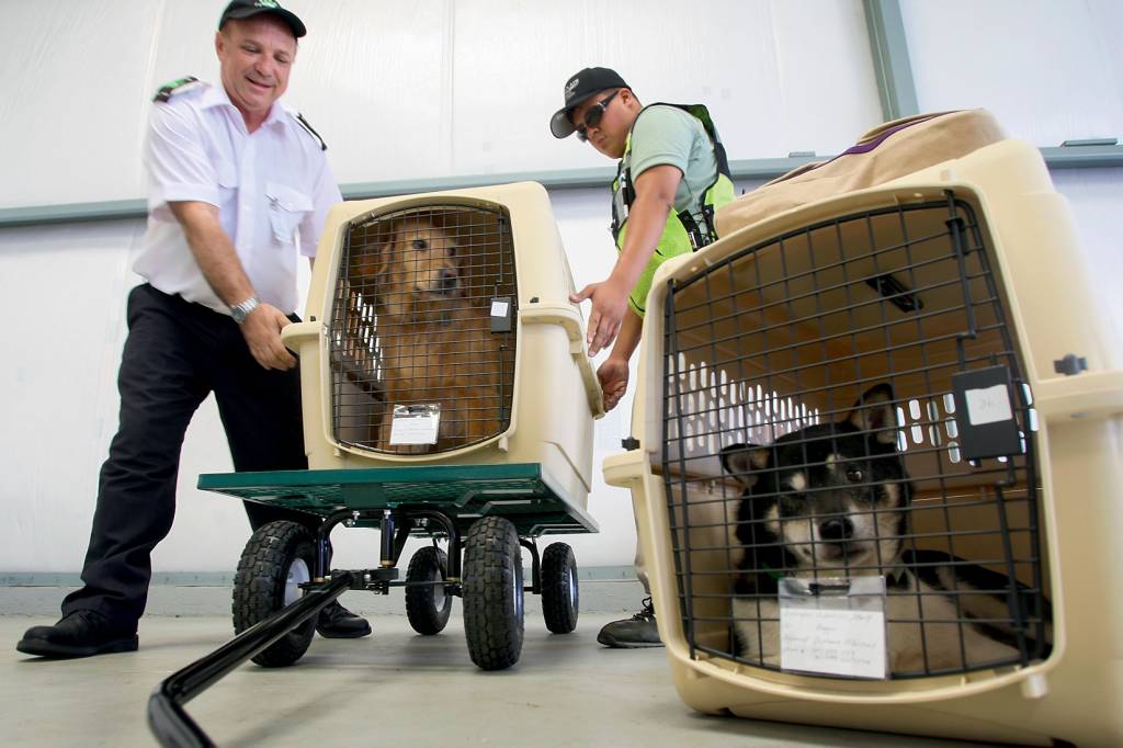 Airline For Pets Starts Flying In Select US Cities NO EXTERIOR - Determinação da IATA: caixas de transporte devem ser de material firme e ter boa ventilação