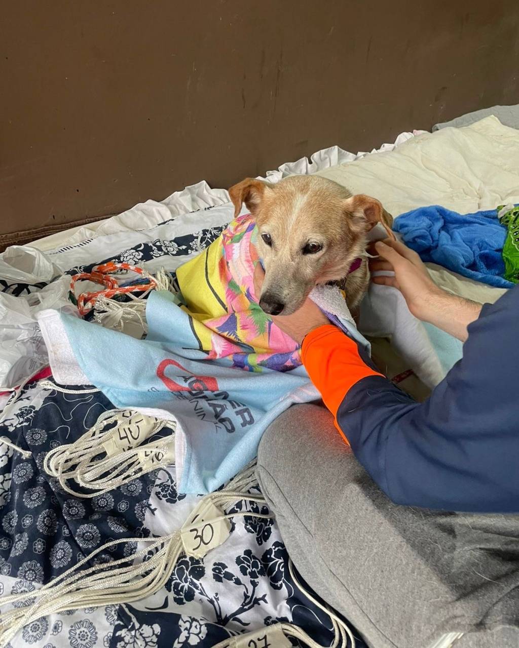 Procura-se um amigo 05 Cachorro resgatado sendo tratado na