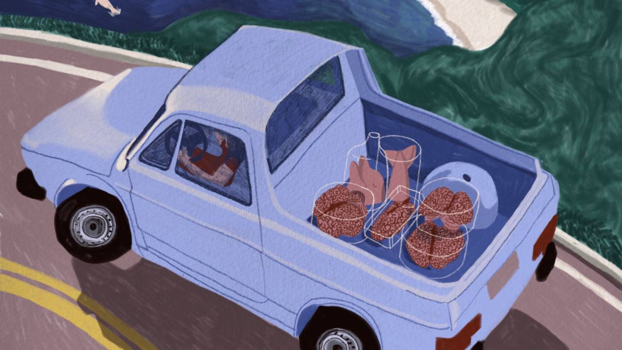 COLEÇÃO DE CÉREBROS - Perrengue: pesquisadora percorreu a costa em busca de cérebros de baleias e golfinhos