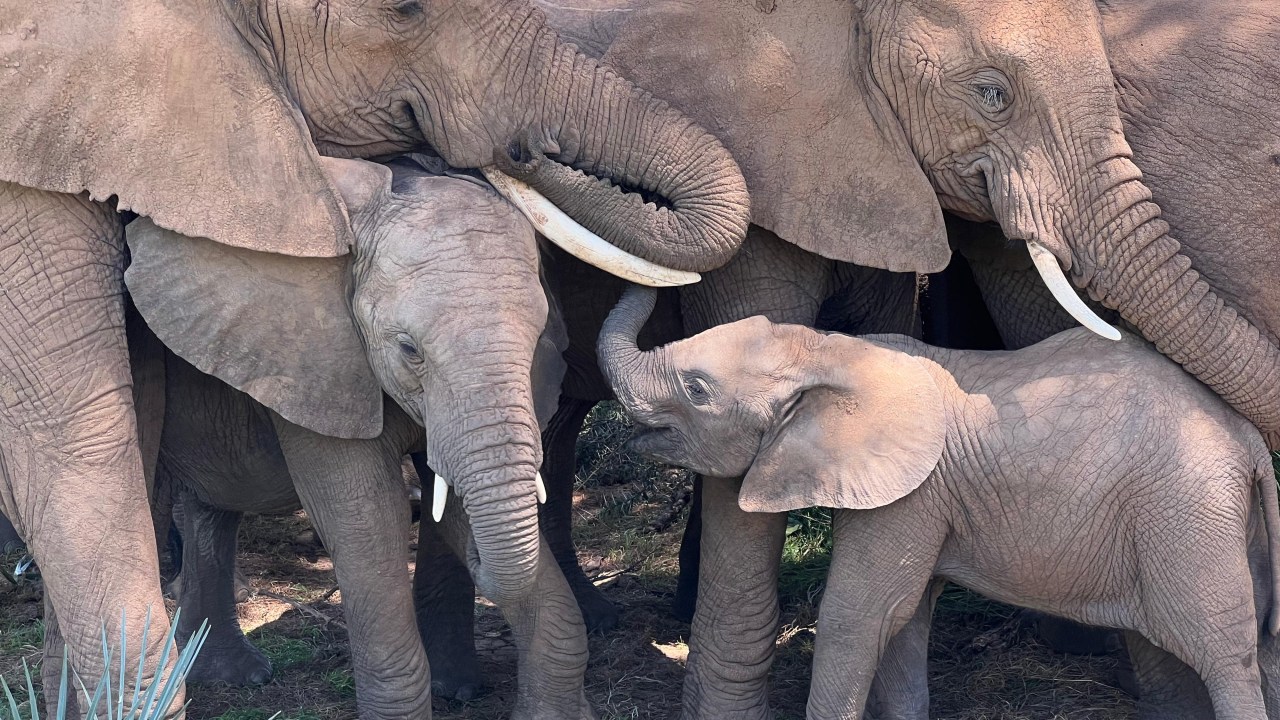 CHAMADO DE GIGANTES - Comunicação: elefantes usam nomes