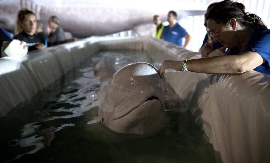 Uma das belugas na caixa de transporte rumo ao aquário de Valência, na Espanha.