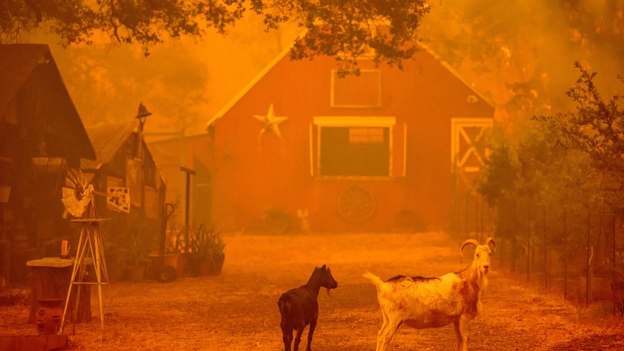 Goats look on as flames approach a home during the Thompson fire in Oroville, California on July 2, 2024. A heatwave is sending temperatures soaring resulting in red flag fire warnings throughout the state. (Photo by JOSH EDELSON / AFP)