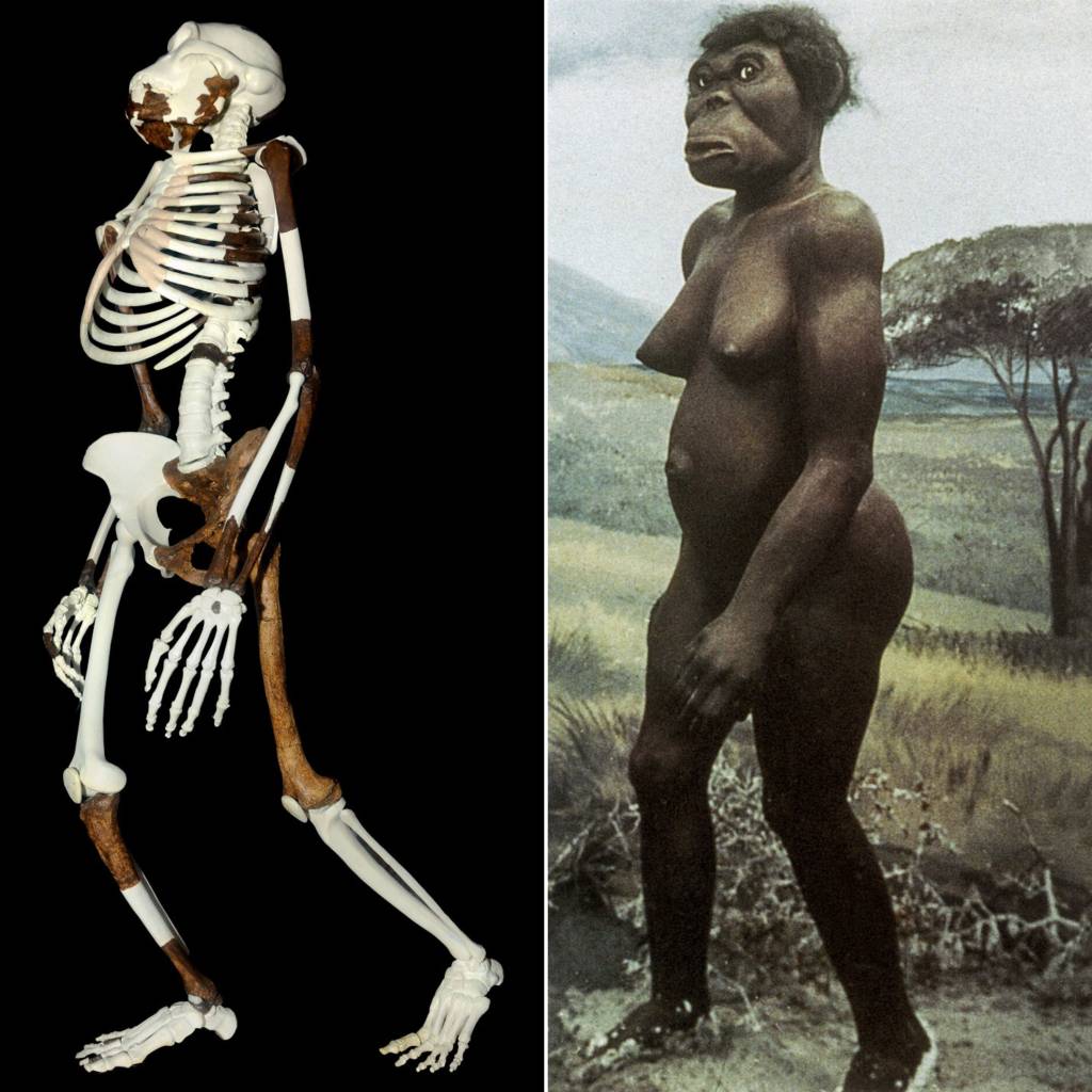 43789437892 EVOLUÇÃO - Lucy, o fóssil, e como ela teria sido: ancestral moldou a espécie