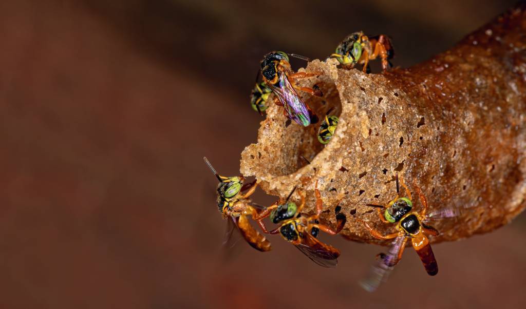 Brazilian Jatai bee,Close-up of insects on plant,Brazil Jatai bee of the species Tetragonisca angustula