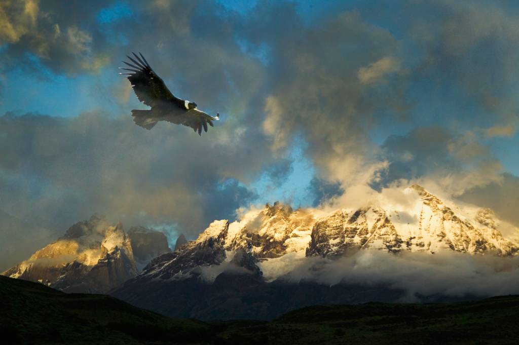 GettyImages-520104856.jpg INSPIRAÇÃO - Exímios voadores: ciência olha para pássaros como o condor-dos-andes em busca de respostas