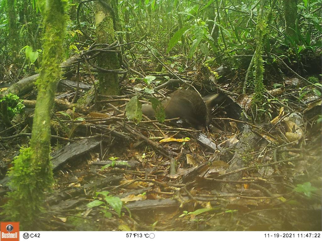 Imagem do WhatsApp de 2024-07-11 à(s) 16.37.40_58f72a6b FURÃO PEQUENO - Rapidez: animal ágil se esconde facilmente