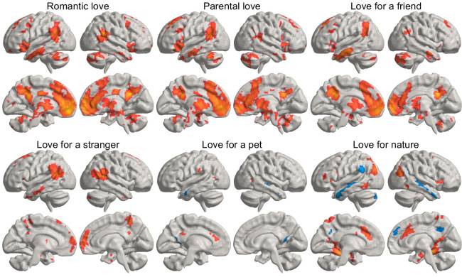A imagem representa uma média de como diferentes tipos de amor iluminam diferentes regiões do cérebro -