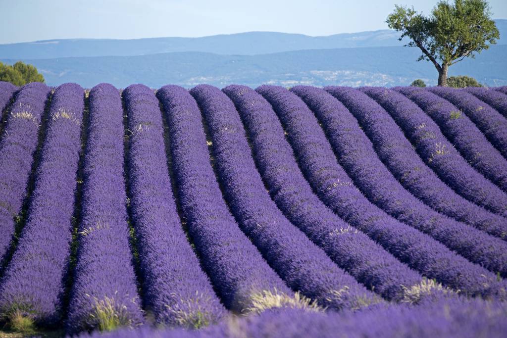 Lavender fields and mountains France, Alpes de Haute Provence (04), plateau de Valensole, lavender fields (Lavandula sp.) and mountains. (Photo by: Henry Ausloos/Dukas/Universal Images Group via Getty Images)