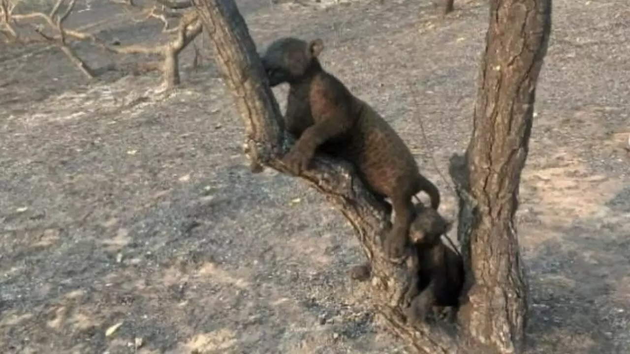 Foto dois filhotes de onças-pintadas encontrados em Caiamam, no Pantanal