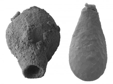 Há 800 milhões de anos, Terra era mais diversa do que se imaginava, diz estudo brasileiro