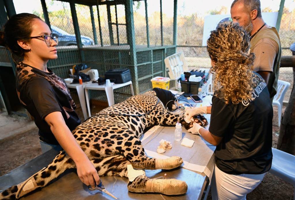 000_36G84T2.jpg PROPOSTA - Onça no Pantanal: lesões em animais podem se tornar agravante
