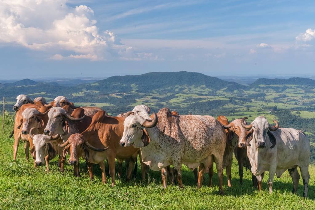 2—QUEIJOS-PARDINHO—Vacas-Gir.PardinhoArtesanal.Thomas-Baccaro–.jpg PROCEDÊNCIA - Leite cru de vaca é usado na produção: cuidados sanitários