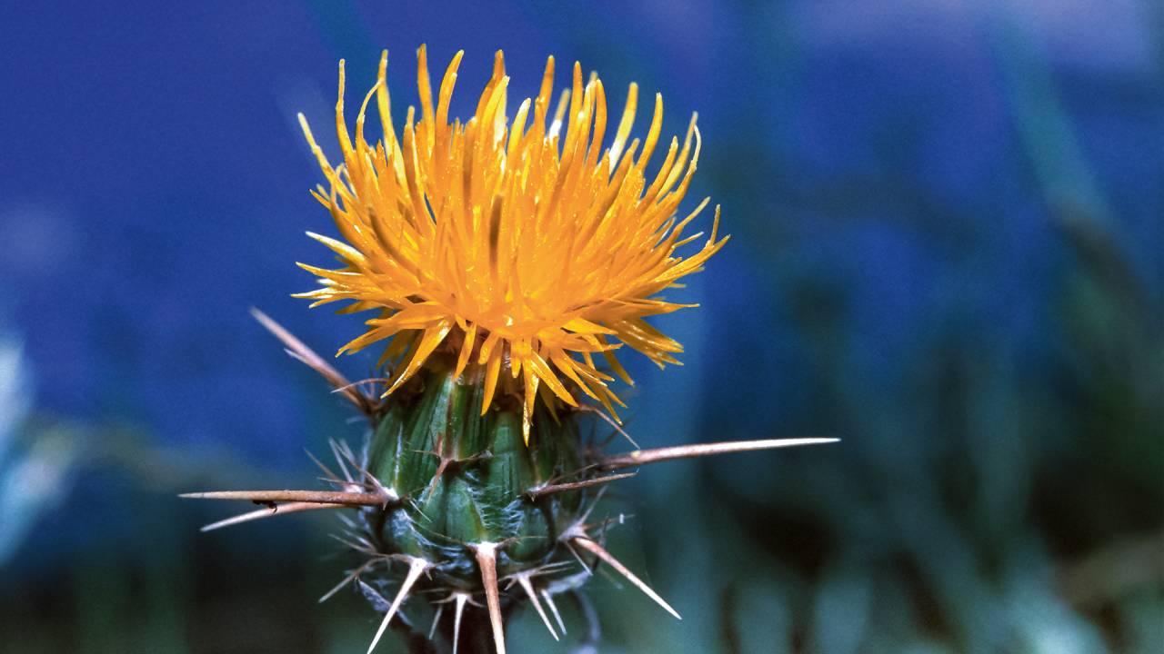 ERVA-DE-SÃO-CAETANO - Nome científico: Centaurea solstitialis - Origem: Europa mediterrânea - Disseminação: também chamada de cardo-amarelo, já se dispersou pelo mundo, virando uma praga na Califórnia