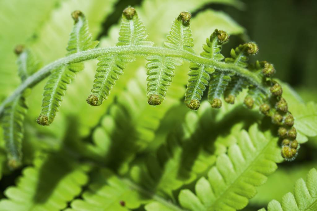 GettyImages-816276986.jpg SAMAMBAIA-TREPADEIRA - Nome científico: Lygodium microphyllum - Origem: Ásia e África - Disseminação: já tomou a Flórida e deve se expandir pelas regiões tropicais