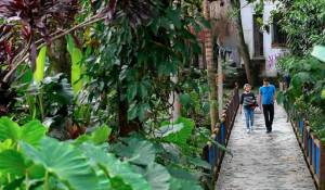 Mudança de hábito: plantas baixaram temperaturas em 2°C, atraindo pedestres em Medellín Mudança de hábito: plantas baixaram temperaturas em 2°C, atraindo pedestres em Medellín