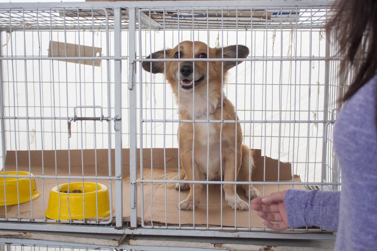 MOL Impacto e Petz chegam a R$ 10 milhões doados para a causa animal