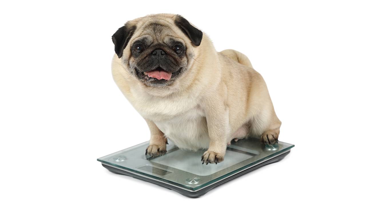 DA PESADA - Ao menos quatro em cada dez cães já têm gordura em excesso: índice preocupante