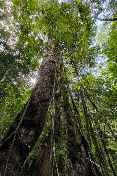 O angelim-vermelho, a maior árvore da América Latina e uma das maiores do mundo