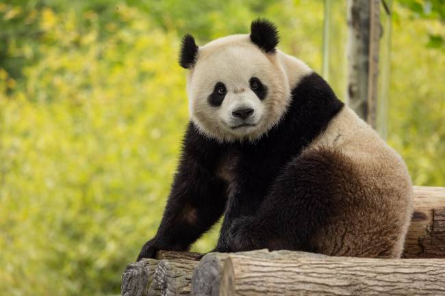 Bao_li O macho Bao Li nasceu em 4 de agosto de 2021, no Centro de Conservação e Pesquisa da China para o Panda Gigante, na China -