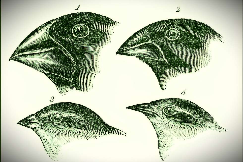 Saiba como tocar música para pássaros ajudou a confirmar teoria de Darwin