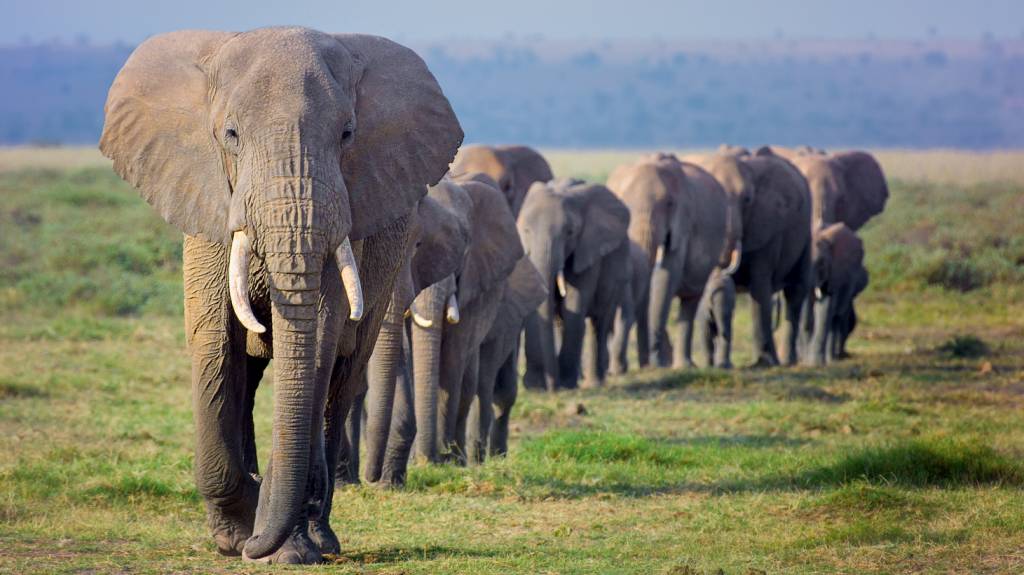 Amazing Line of Elephant Family Marching in Order at Amboseli, Kenya PELO SEU NOME - Elefantes-africanos: animais desenvolvem “apelidos” para convocar companheiros e reagir a eles