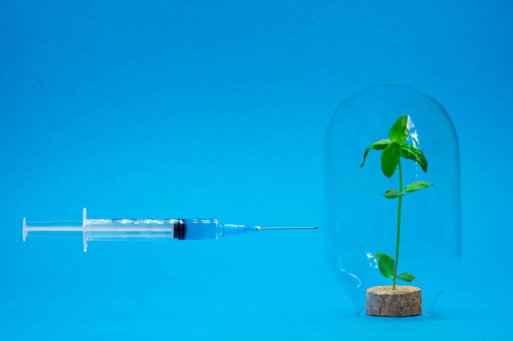 ‘Vacinação’ de plantas aumenta potencial nutritivo e é chave para diminuir uso de agrotóxicos