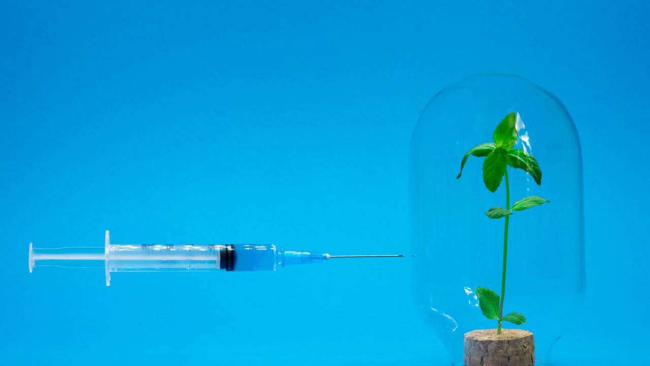 PRIMING - Imunidade de plantas: indução dessa fase é uma das melhores técnicas de resistência induzida