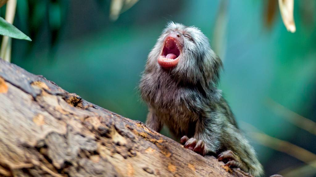 Baby marmoset with open mouth O CHAMADO - Saguis: macacos usam vocalizações específicas com parceiros