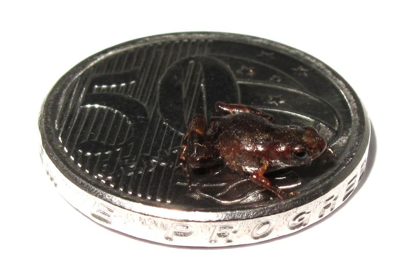 Sapinho da Mata Atlântica é o segundo menor vertebrado do mundo