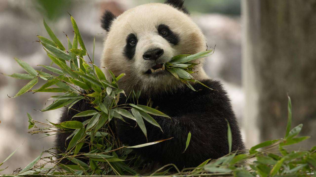 A panda gigante fêmea Qing Bao em seu habitat na Base Dujiangyan em Sichuan, China -