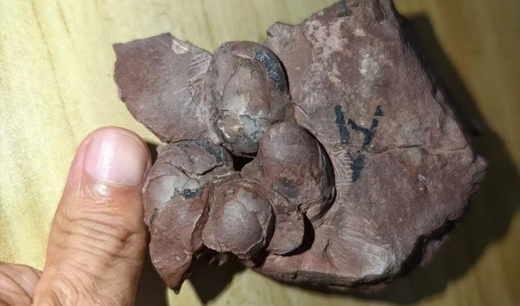 Menor ovo de dinossauro do mundo é encontrado na China