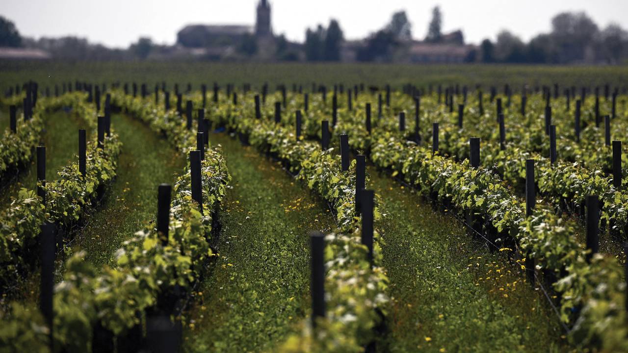 CAMPO VASTO - Vinhedo em Bordeaux: as uvas de lá, adicionadas a folhas de coca do Peru, seriam um tônico medicinal