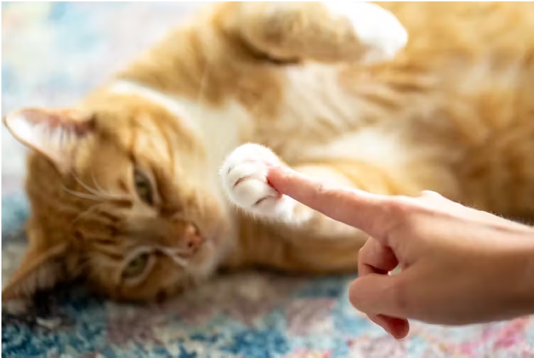 SAÚDE MENTAL: Pessoas com depressão relatam redução dos sintomas após brincar com seu gato