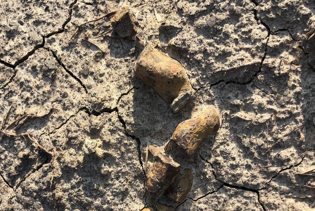 Fezes fossilizadas ajudam a desvendar sucesso dos dinossauros na Terra