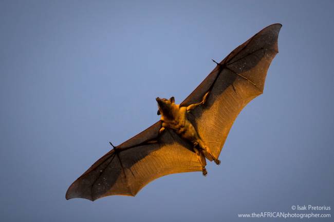 Kasanka-Wildlife-31 A migração dos morcegos-de-palha supera em número qualquer outra migração de mamíferos no planeta -