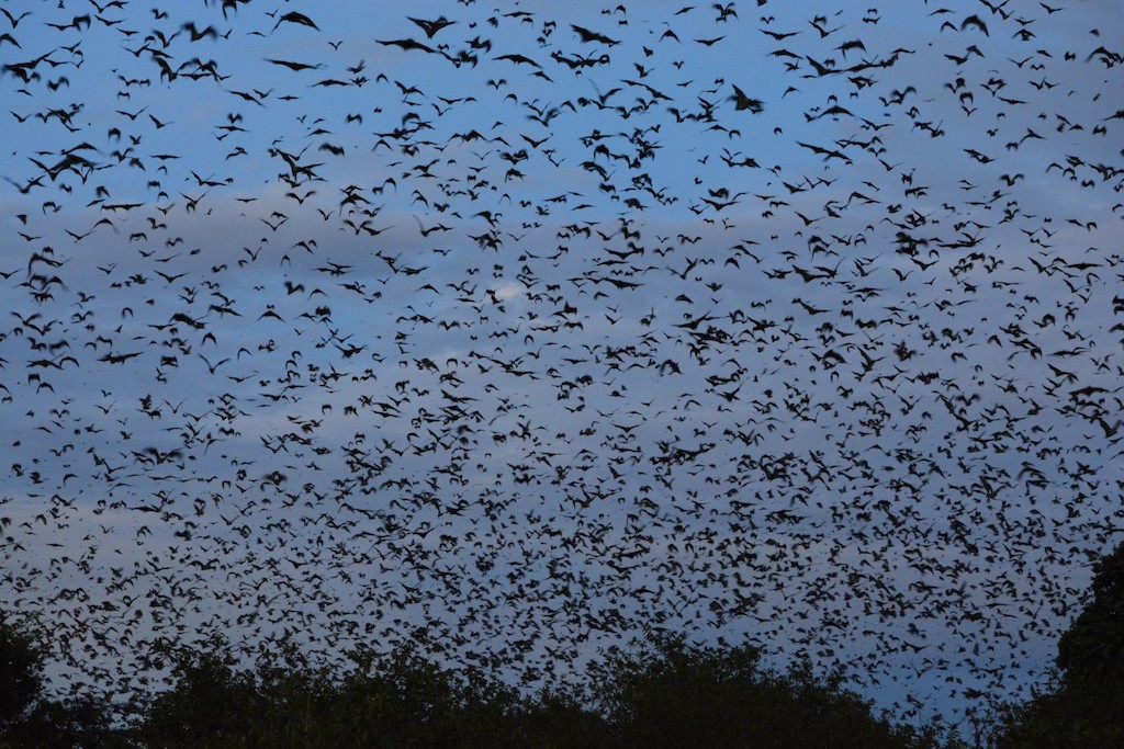 Todo ano, entre outubro e janeiro, milhões desses morcegos convergem para o Parque Nacional Kasanka, na Zâmbia