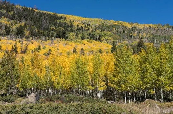 Conheça Pando, o maior e um dos mais antigos seres vivos do planeta