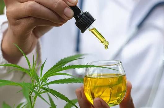 cannabis fiocruz