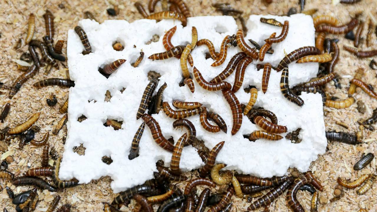 LARVA QUENIANA - Solução para o plástico: A capacidade da larva sugere que ela poderia contribuir com a redução de resíduos, especialmente para tipos de plástico que são resistentes aos métodos convencionais de reciclagem