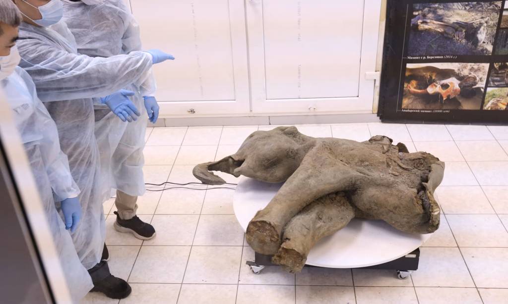 Fóssil de bebê mamute de 50 mil anos é encontrado na Rússia