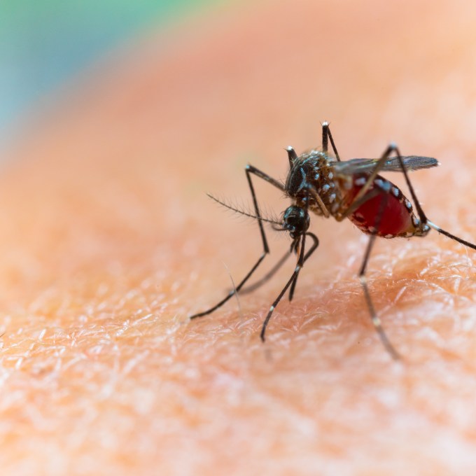 Estado do Rio tem 810 casos de dengue nas primeiras semanas do ano