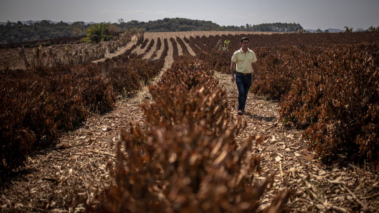Fazenda de café em Caconde, no interior de São Paulo: seca devastou lavouras
