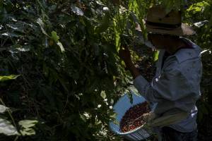 Produção de café arábica em El Salvador Produção de café arábica em El Salvador, em 2023: colheita despencou como resultado do El Niño