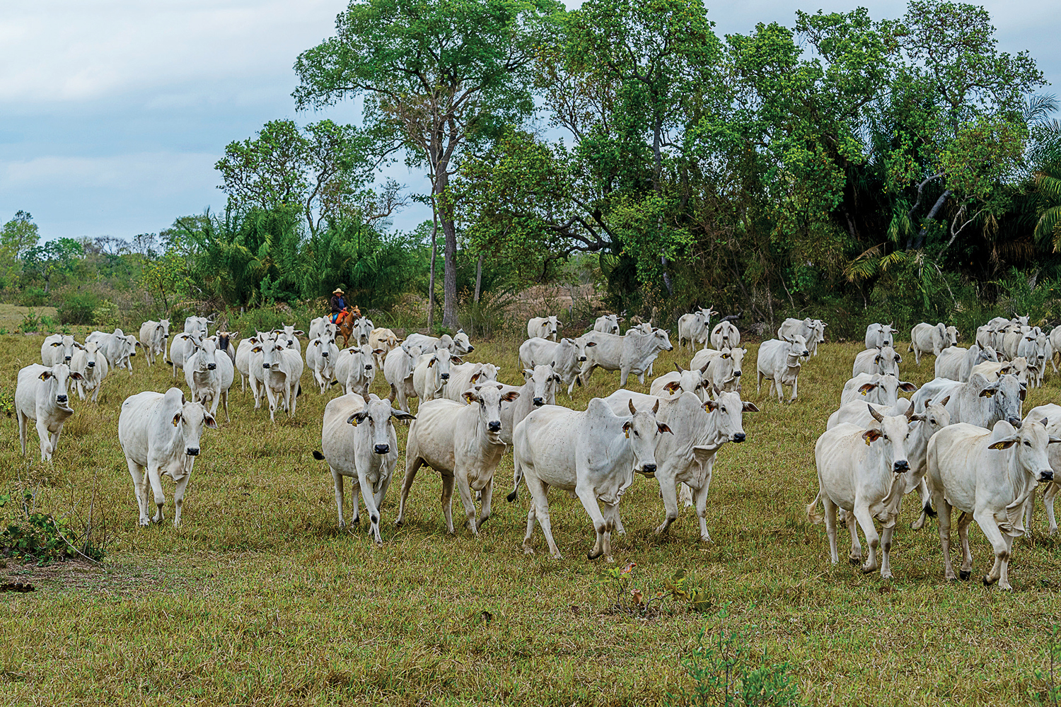 Gado no Centro-Oeste:&ensp;produ&ccedil;&atilde;o brasileira de carne bovina deve crescer 10% nos pr&oacute;ximos dez anos
